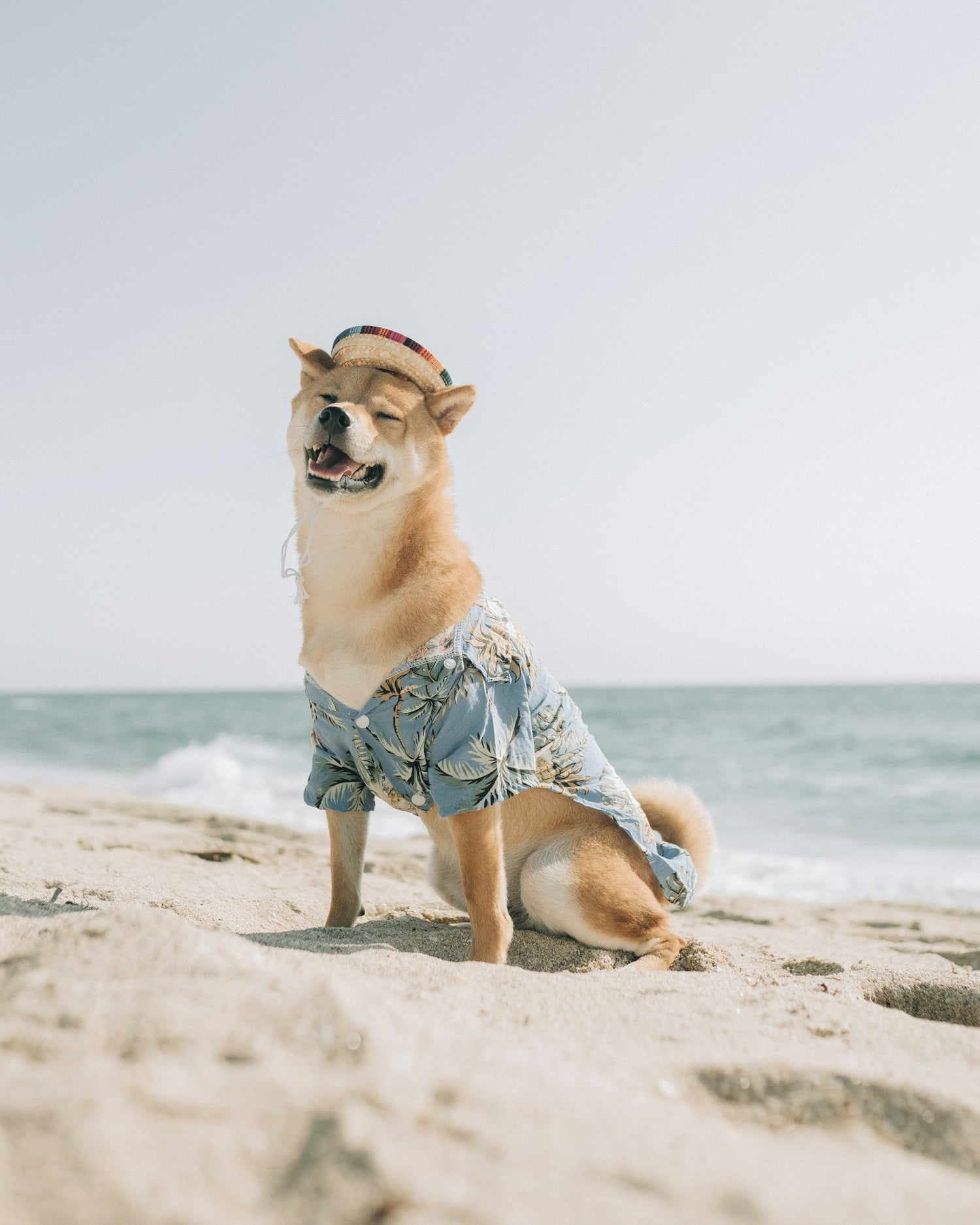 Pet Clothing