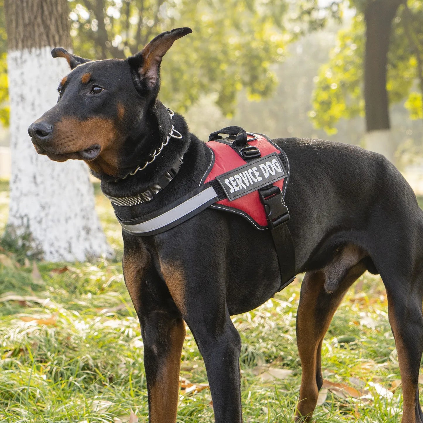 Chest Strap Dog Vest Harness With Quick Release For Border Collie