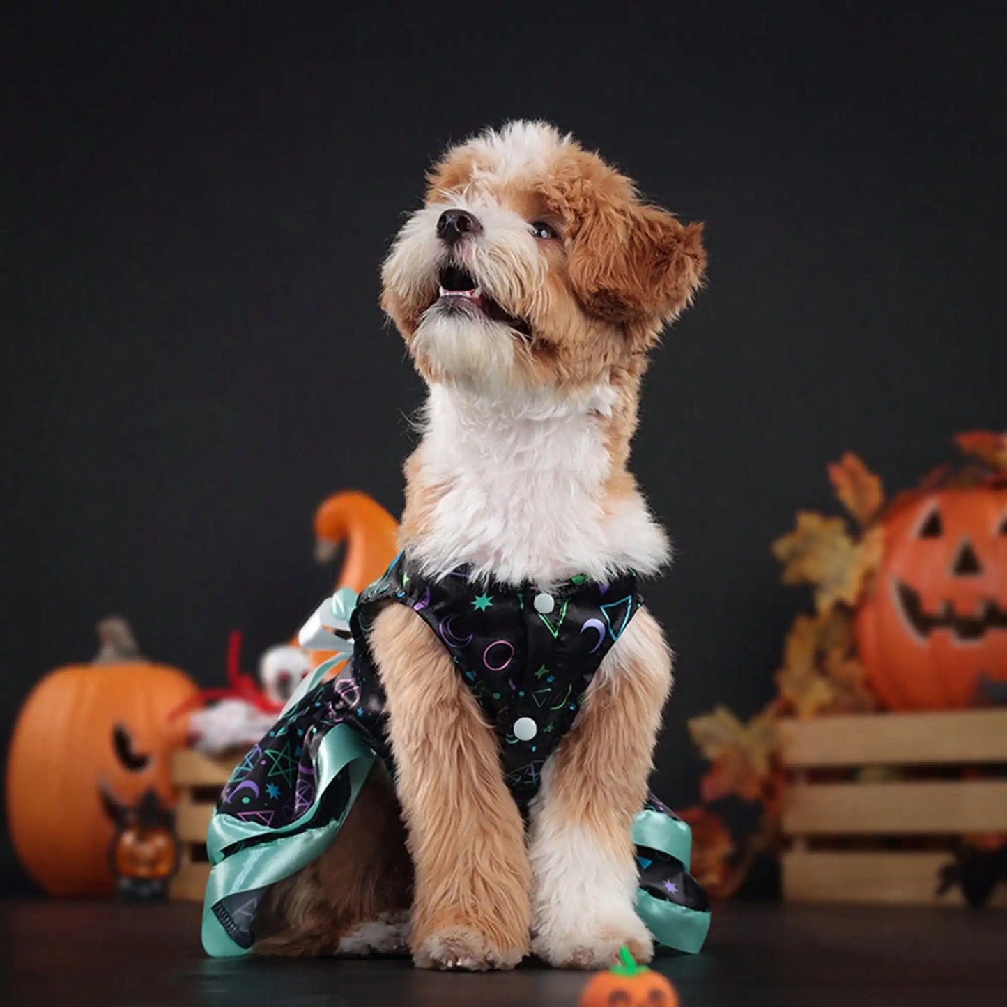 Pet Dog Halloween Costume With Pumpkin Skull Print Bowknot