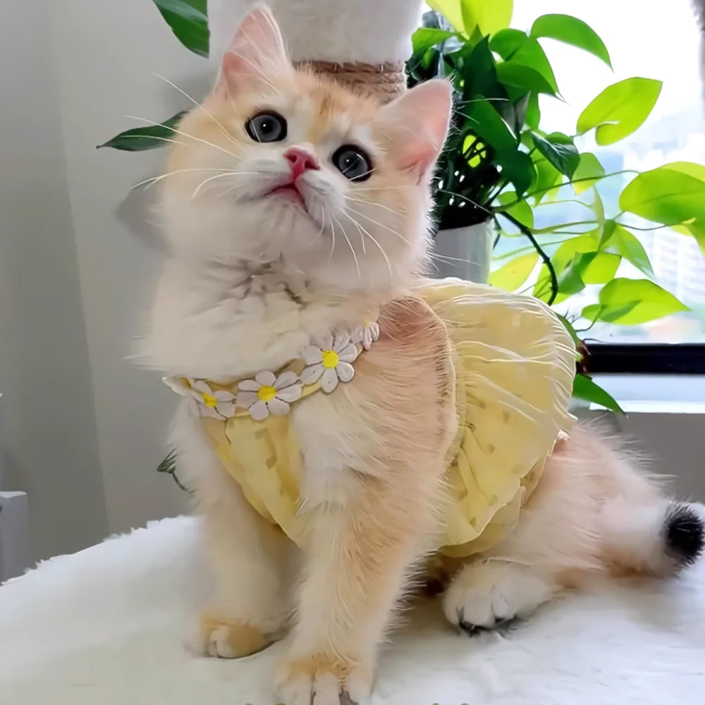 Pretty Small Cat Dress Summer Floral Wreath Collar