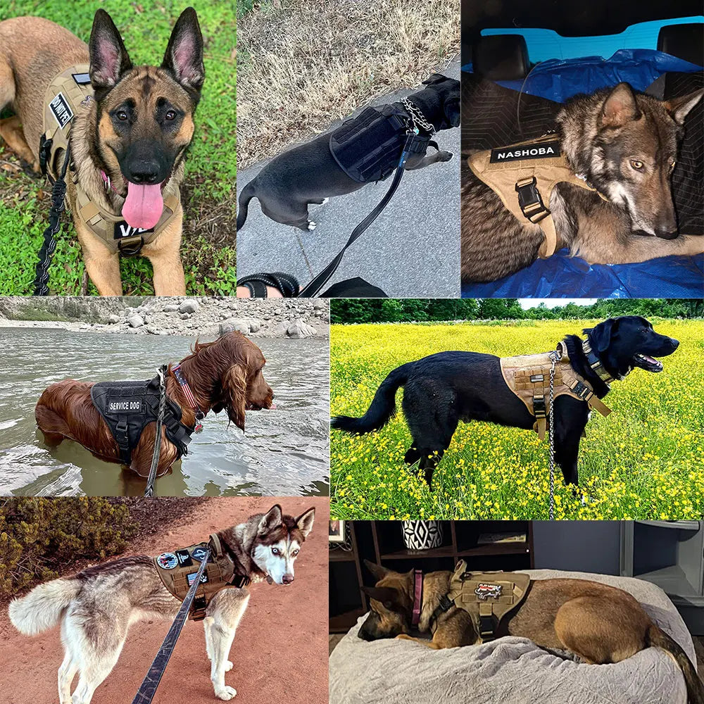 Padded Dog Harness And Leash Set For Training And Walking