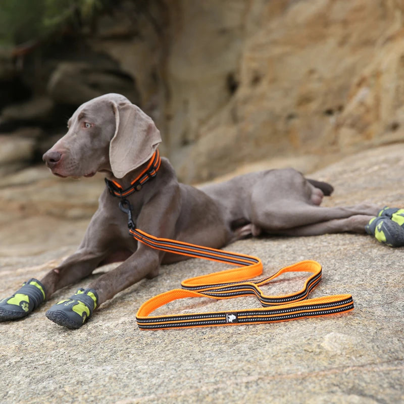 Winhyepet Padded-Handle Dog Leash for Training and Daily Walks