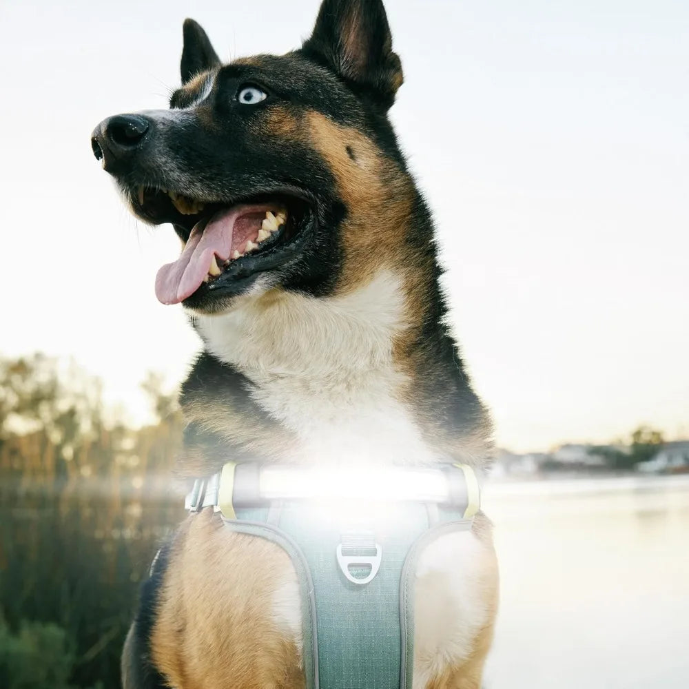 Lumi One LED Dog Harnfor Night Visibility and Safety, Patent Pending – High-Visibility Light-Up Dog