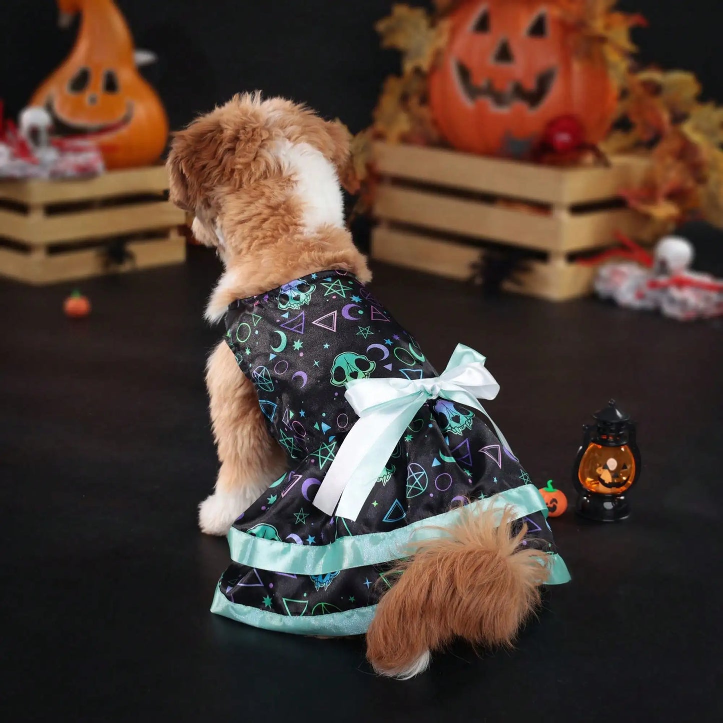 Pet Dog Halloween Costume With Pumpkin Skull Print Bowknot