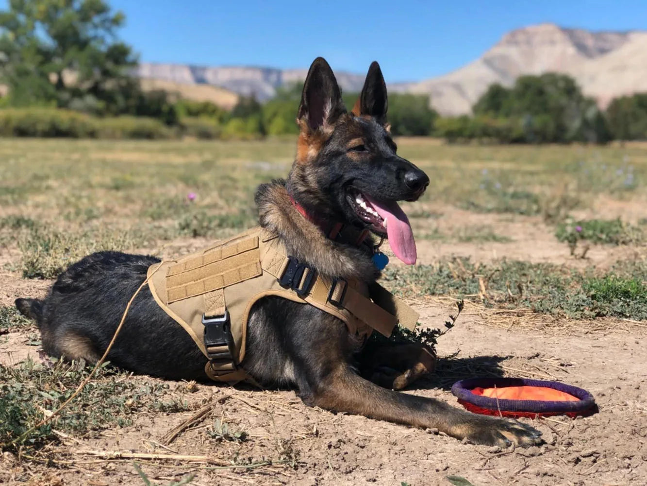Adjustable Tactical Dog Harness With Padded Nylon Collar Set